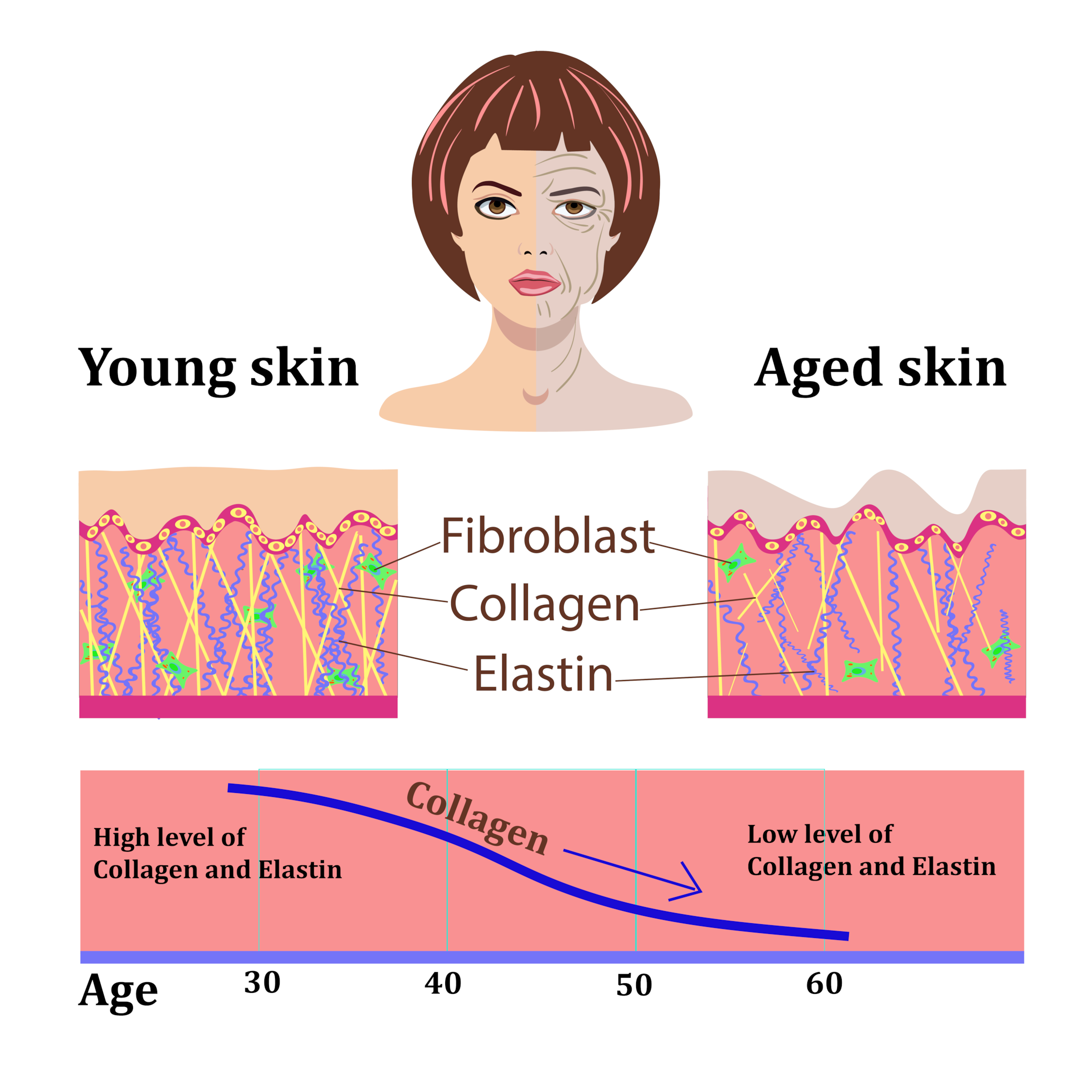 Fibroblast, collagen & elastin in your skin